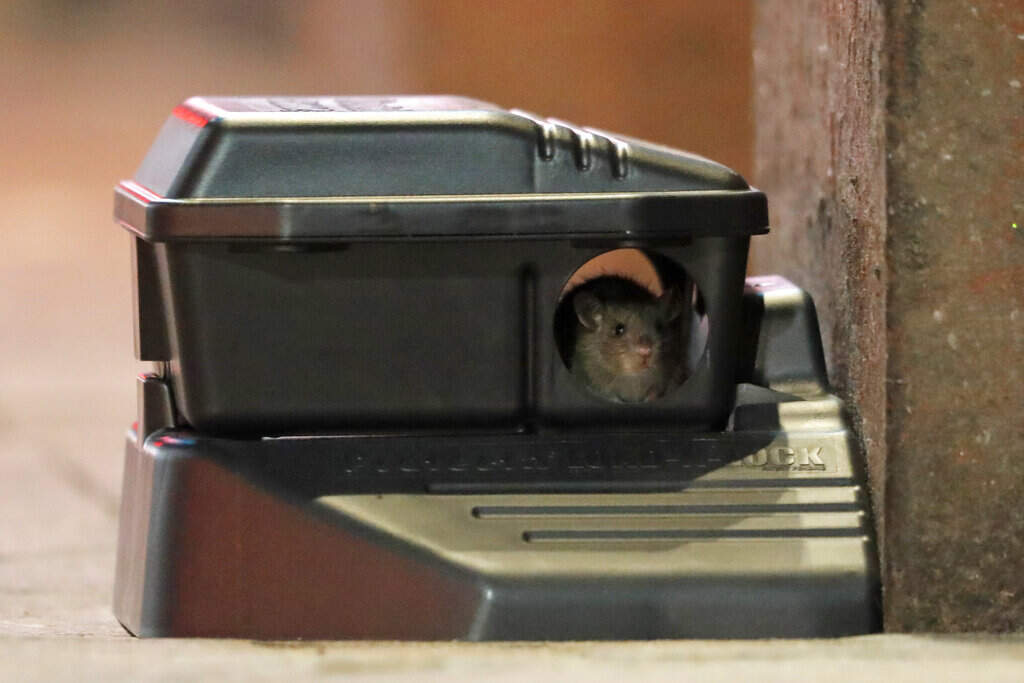 The trouble with rats and rat poison