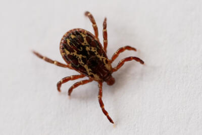 As ticks proliferate, one expert's tips for prevention and removal