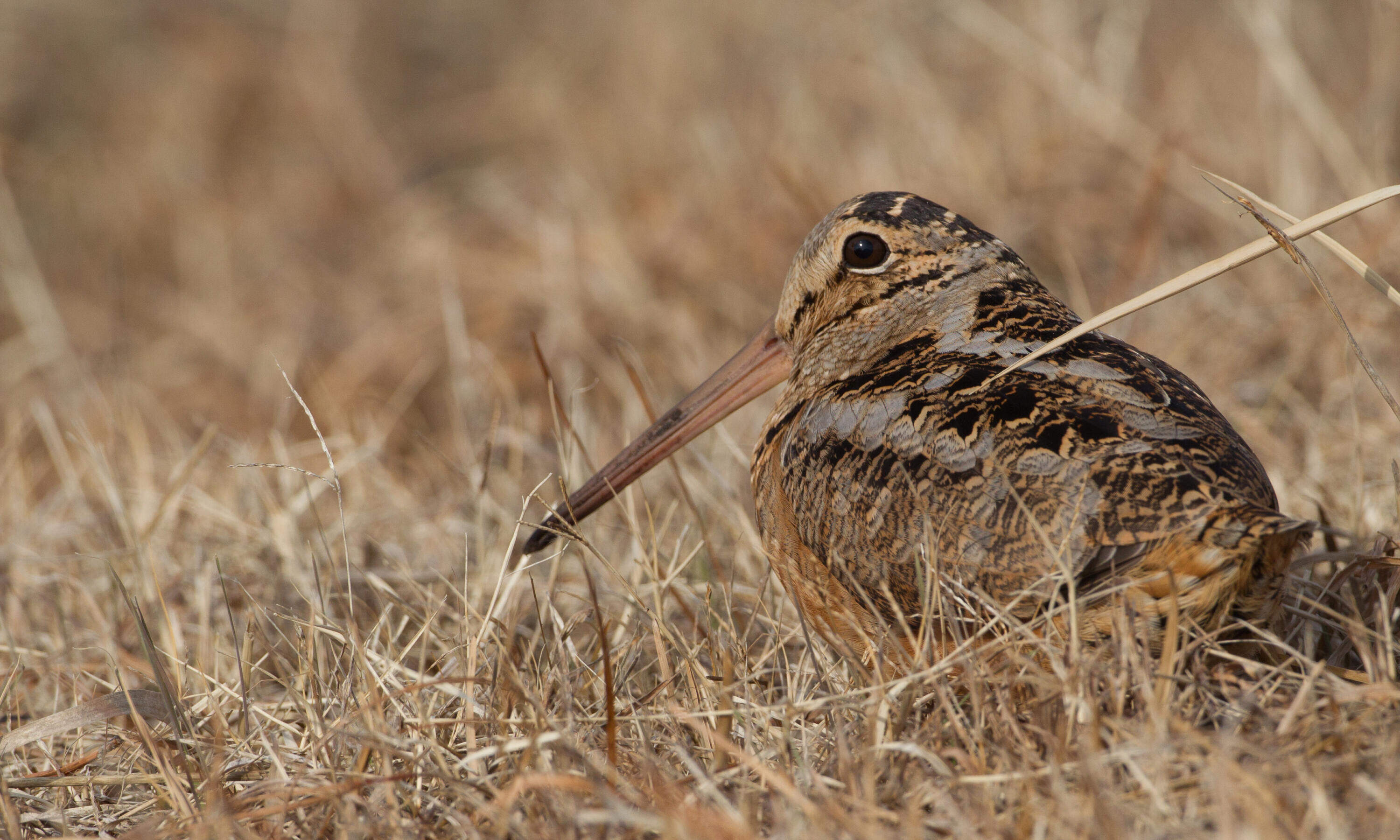 The American woodcock. (Courtesy: Chris Wood/Cornell Lab of Ornithology)