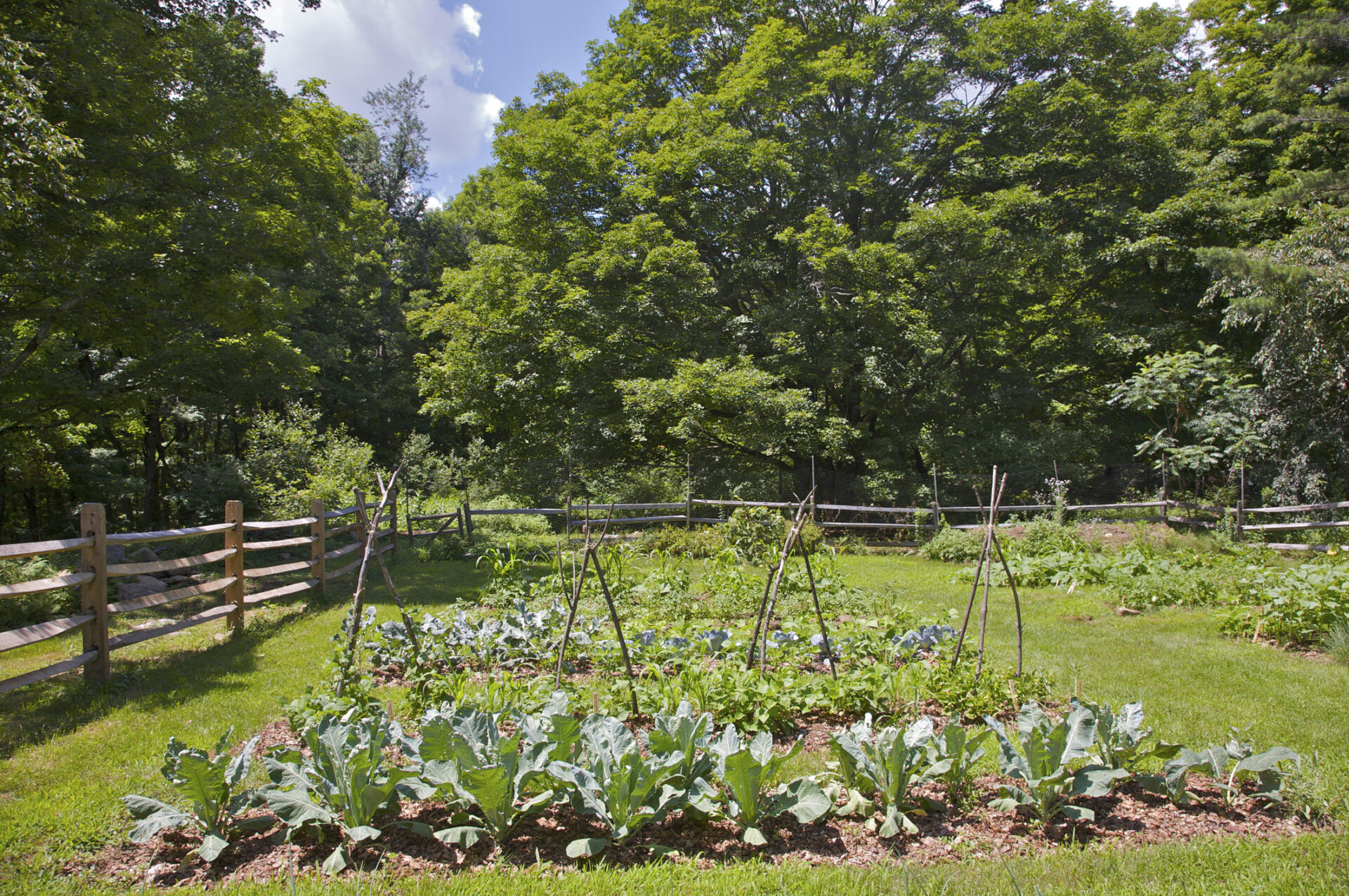 What would you eat at a summer cookout in 1776?