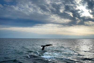 Trump administration backs Maine congressman's proposal to delay right whale protections