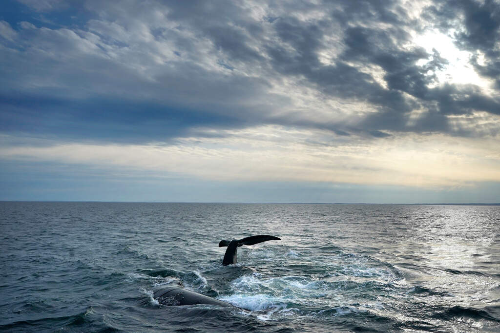 Trump administration backs Maine congressman's proposal to delay right whale protections