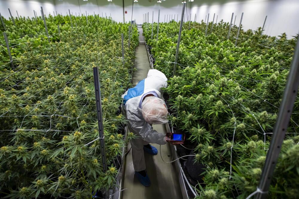 Mass. marijuana buyers take advantage of higher purchase limit