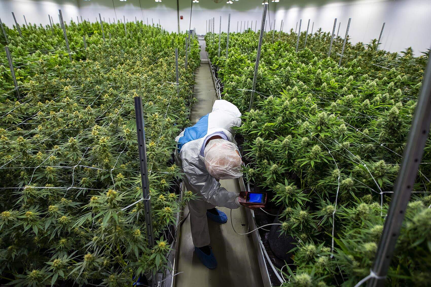 CCC inspector Nick Millen scans tags that correspond to a database indetifying every plant in the flowering room. (Jesse Costa/WBUR)