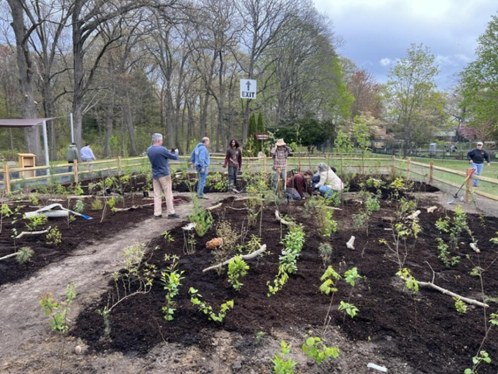 The scene in Attleboro, as volunteers and city officials plant a pocket forest. (Courtesy Rob Moir)