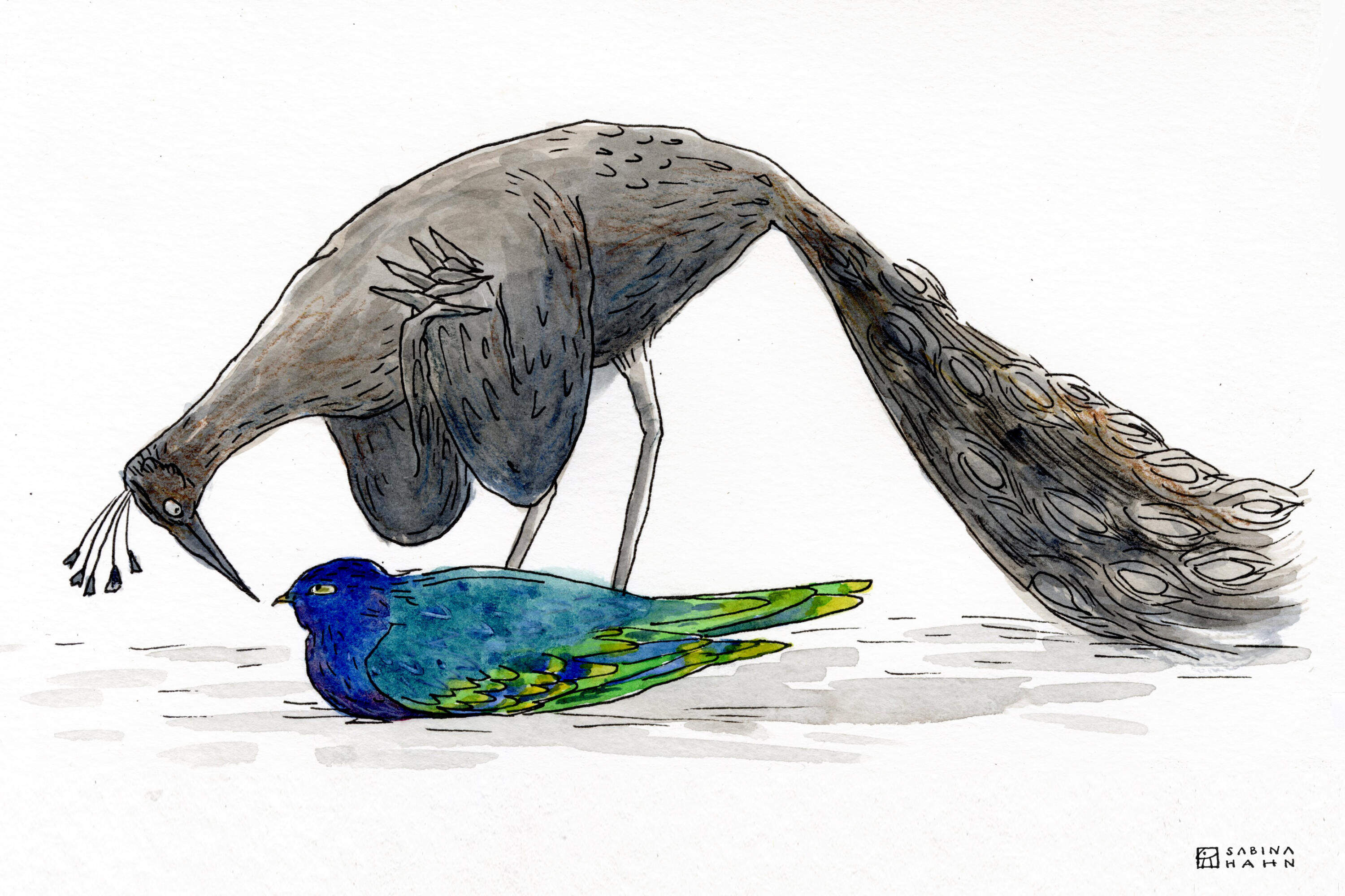 A gray peacock and nighthawk. (Sabina Hahn for WBUR)