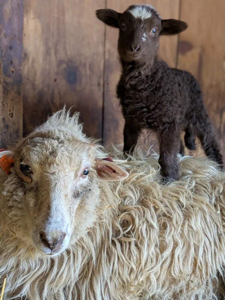 Izzy’s first Navajo Churro was Arizona—the ewe is Cadbury’s mother. (Ocean State Media)