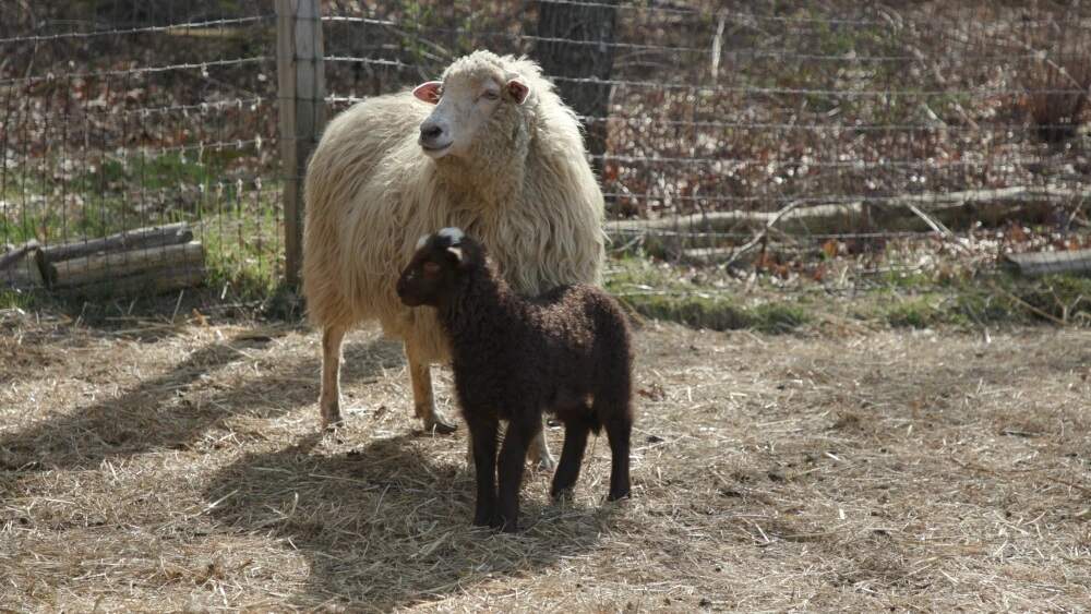 Navajo Churros Arizon and Cadbury on Bayberry Knoll Farm in Foster. (Ocean State Media)
