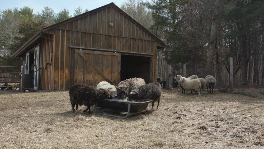 Izzy cares for Arizona as part of a Livestock Conservancy Program to grow flocks of Navajo Curros in America. (Ocean State Media)