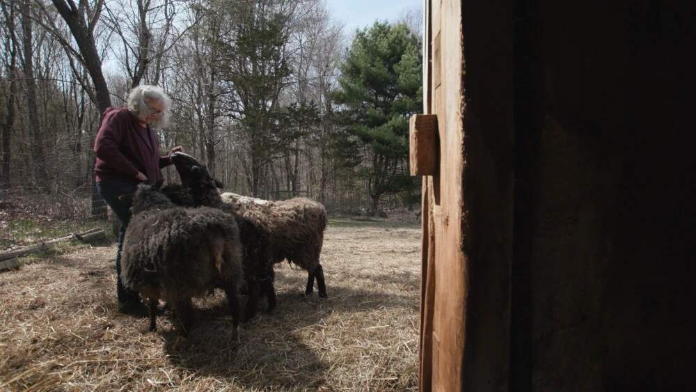 Izzy’s grandmother and her flock. (Ocean State Media)