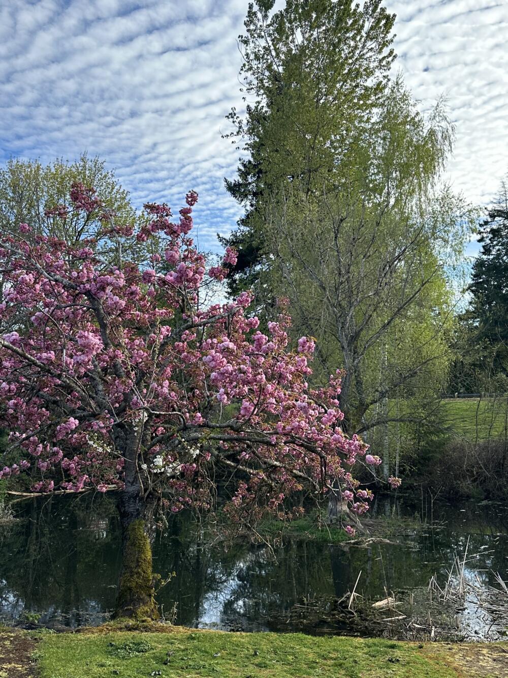 A photo of a wetlands taken by the author near her home in Portland, Oregon. (Courtesy Tove Danovich)