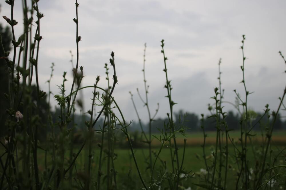 Plants are covered in raindrops during a storm in Vermont. (Lexi Krupp/Vermont Public)