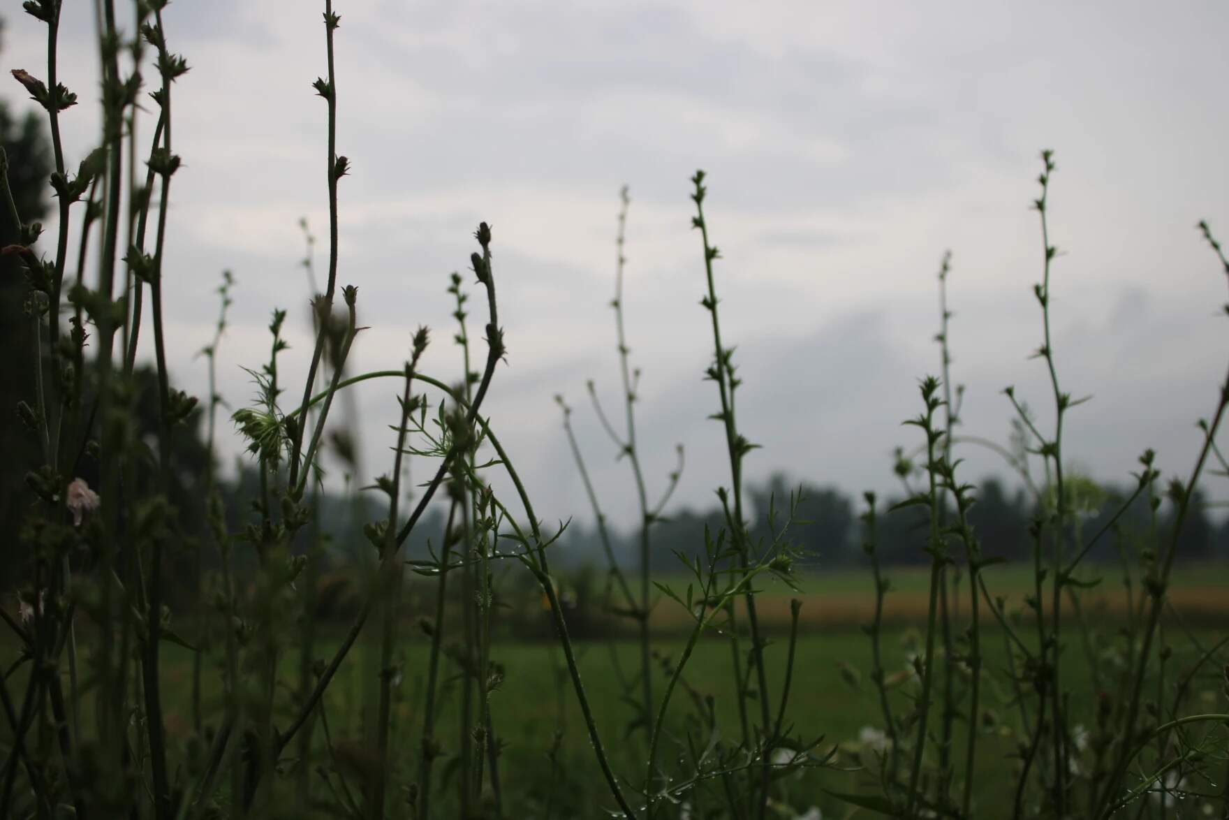 Plants are covered in raindrops during a storm in Vermont. (Lexi Krupp/Vermont Public)