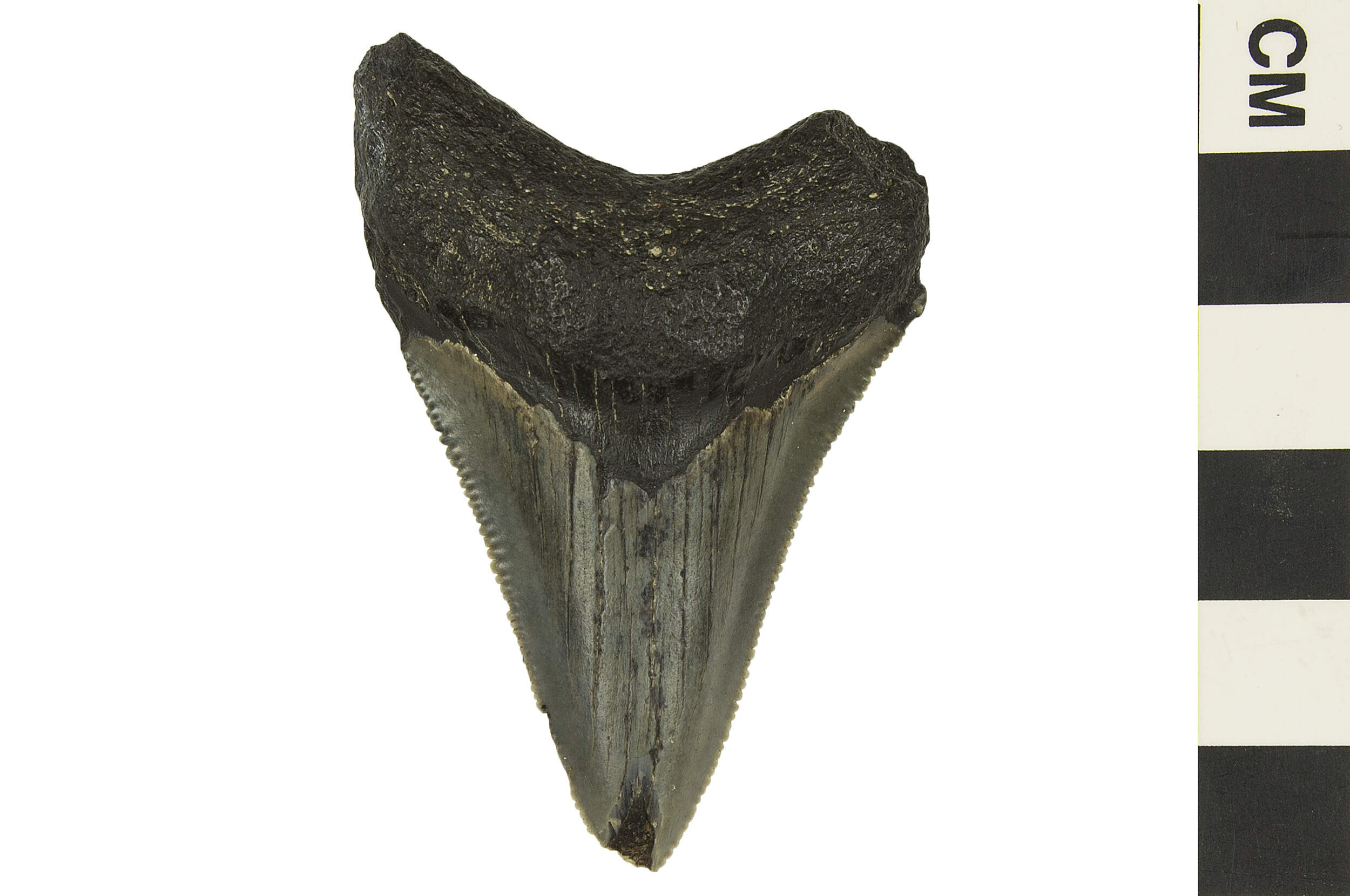 (Courtesy of the Smithsonian’s National Museum of Natural History’s Office of Education and Outreach)