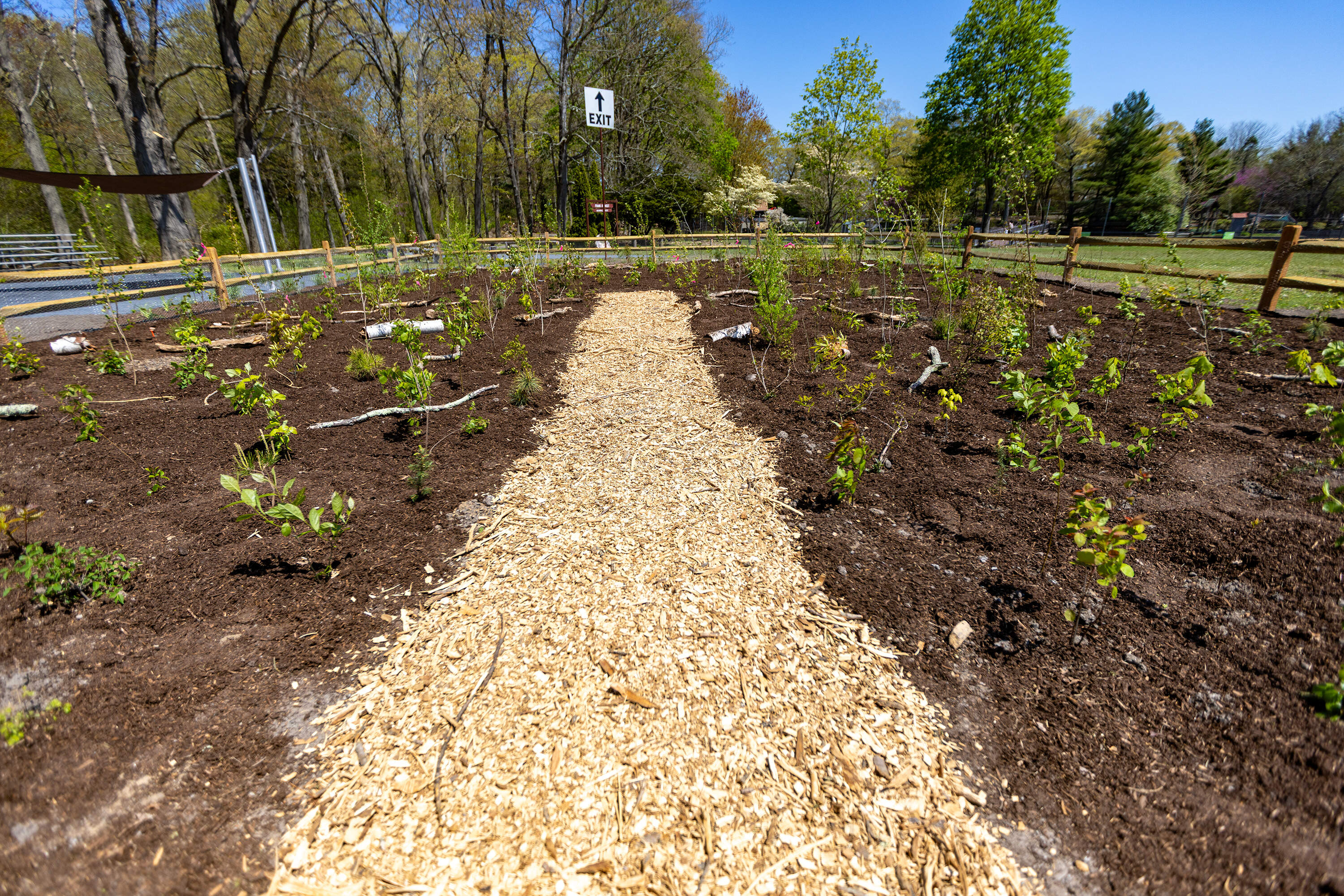 A Miyawaki forest planted by Attleboro High School students in Capron Park in Attleboro. (Jesse Costa/WBUR)