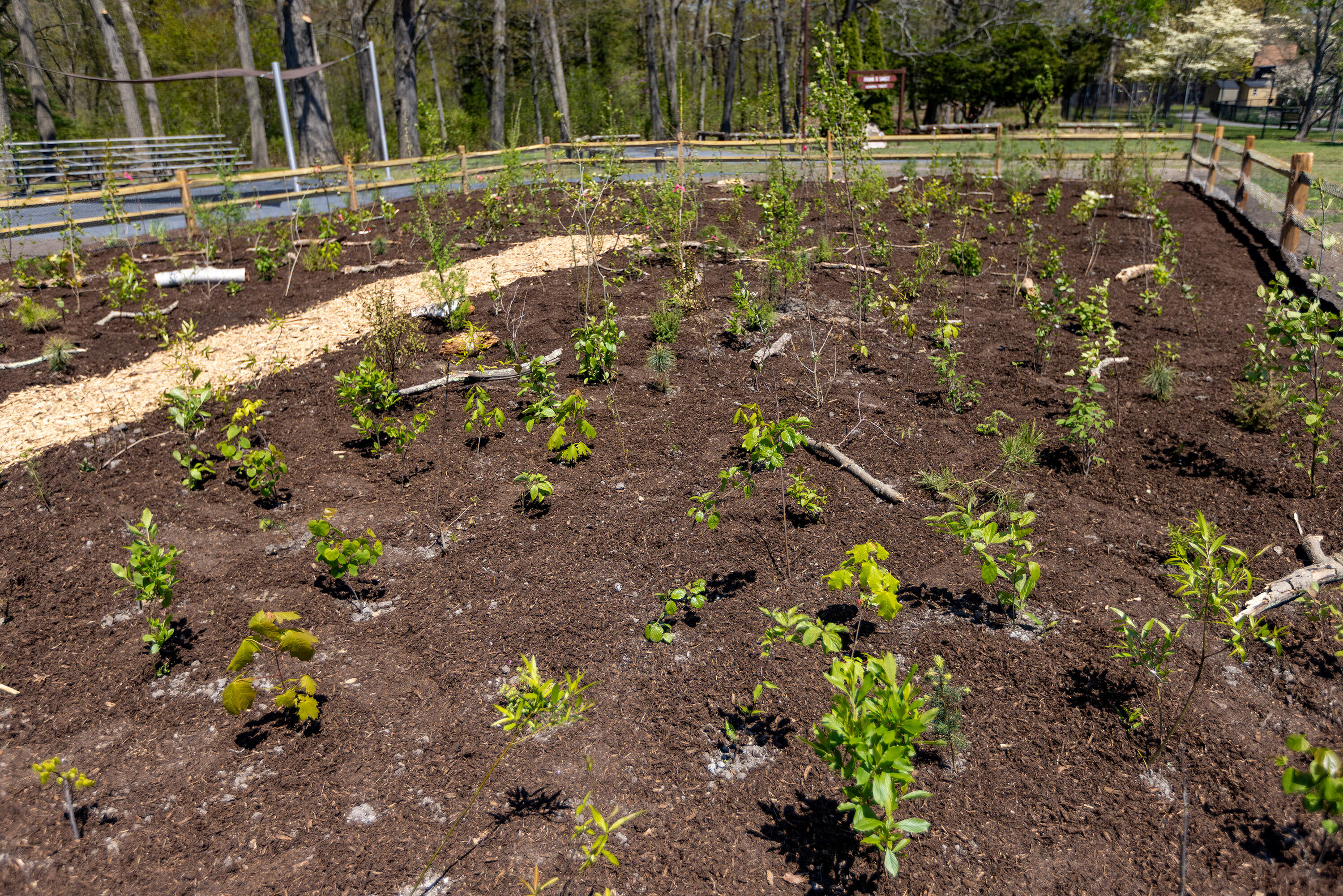 A Miyawaki forest planted by Attleboro community members in Capron Park in Attleboro. (Jesse Costa/WBUR)