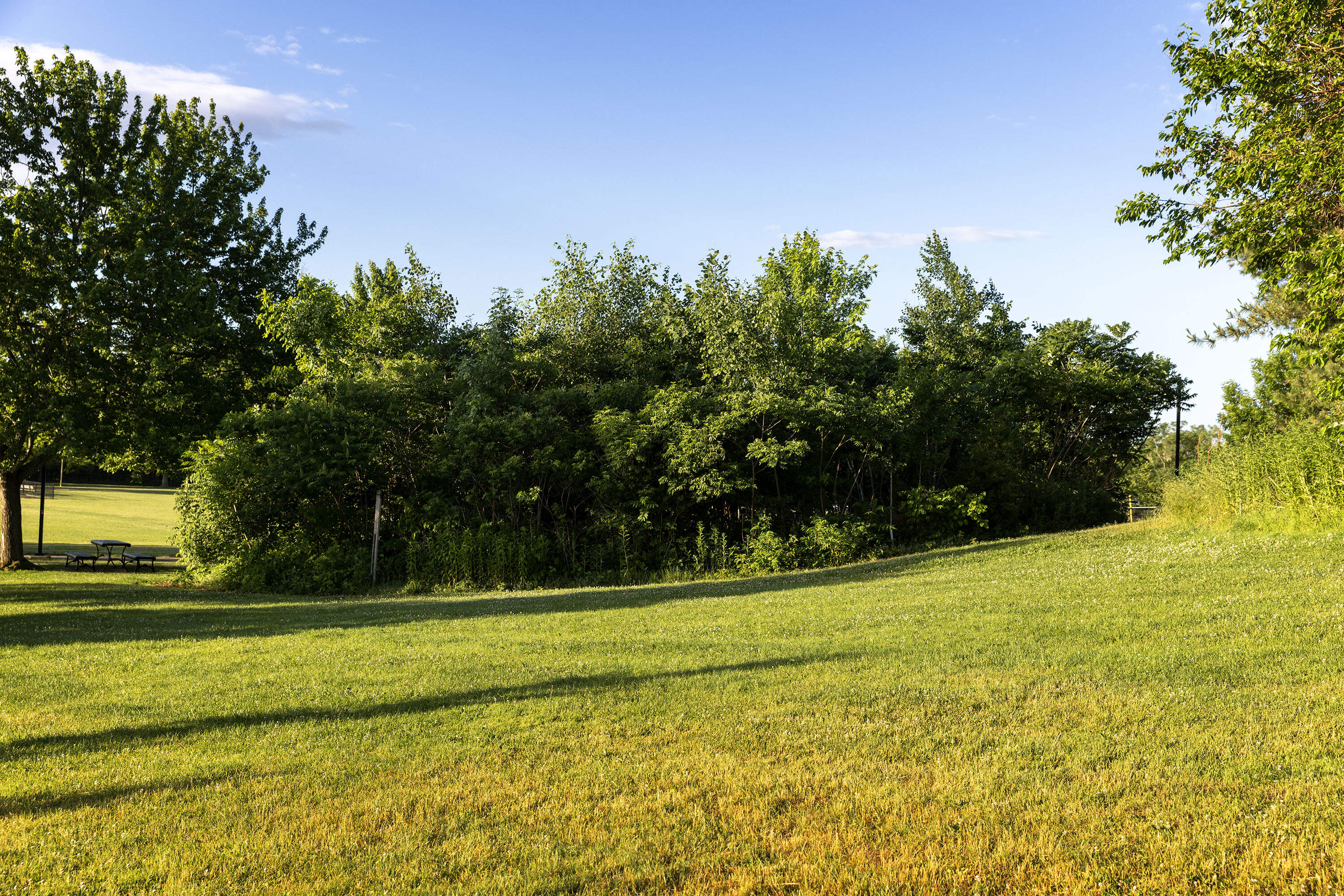 The Miyawaki forest in Danehy Park in Cambridge. (Robin Lubbock/WBUR)