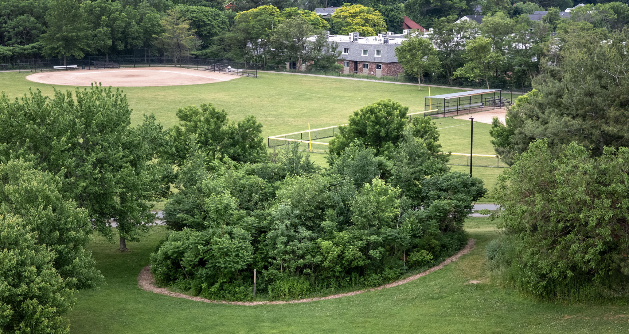 Tiny forests are a growing trend in Mass. and beyond