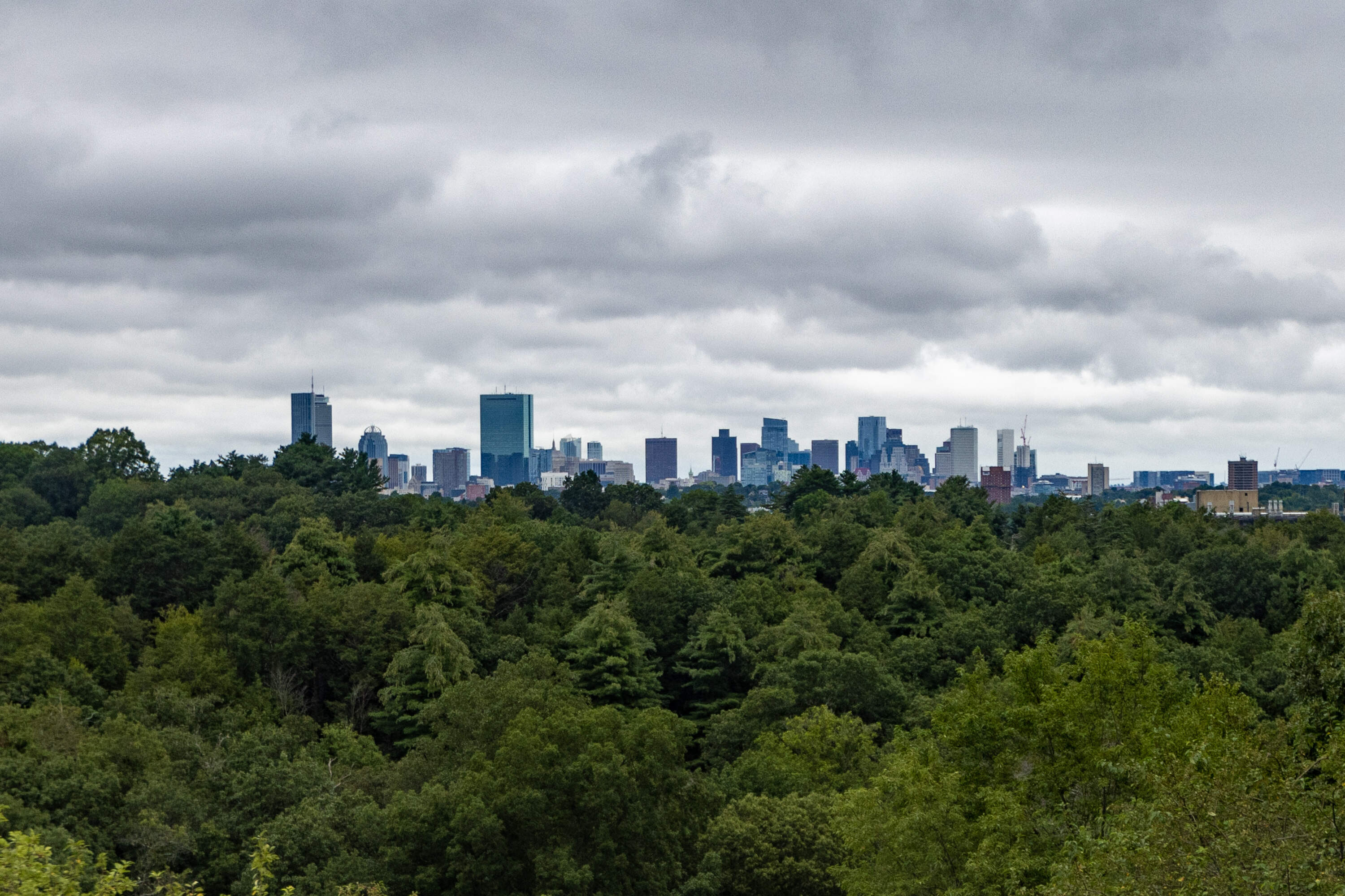 The view of the Boston skyline from the Arnold Arboretum. (Jesse Costa/WBUR)