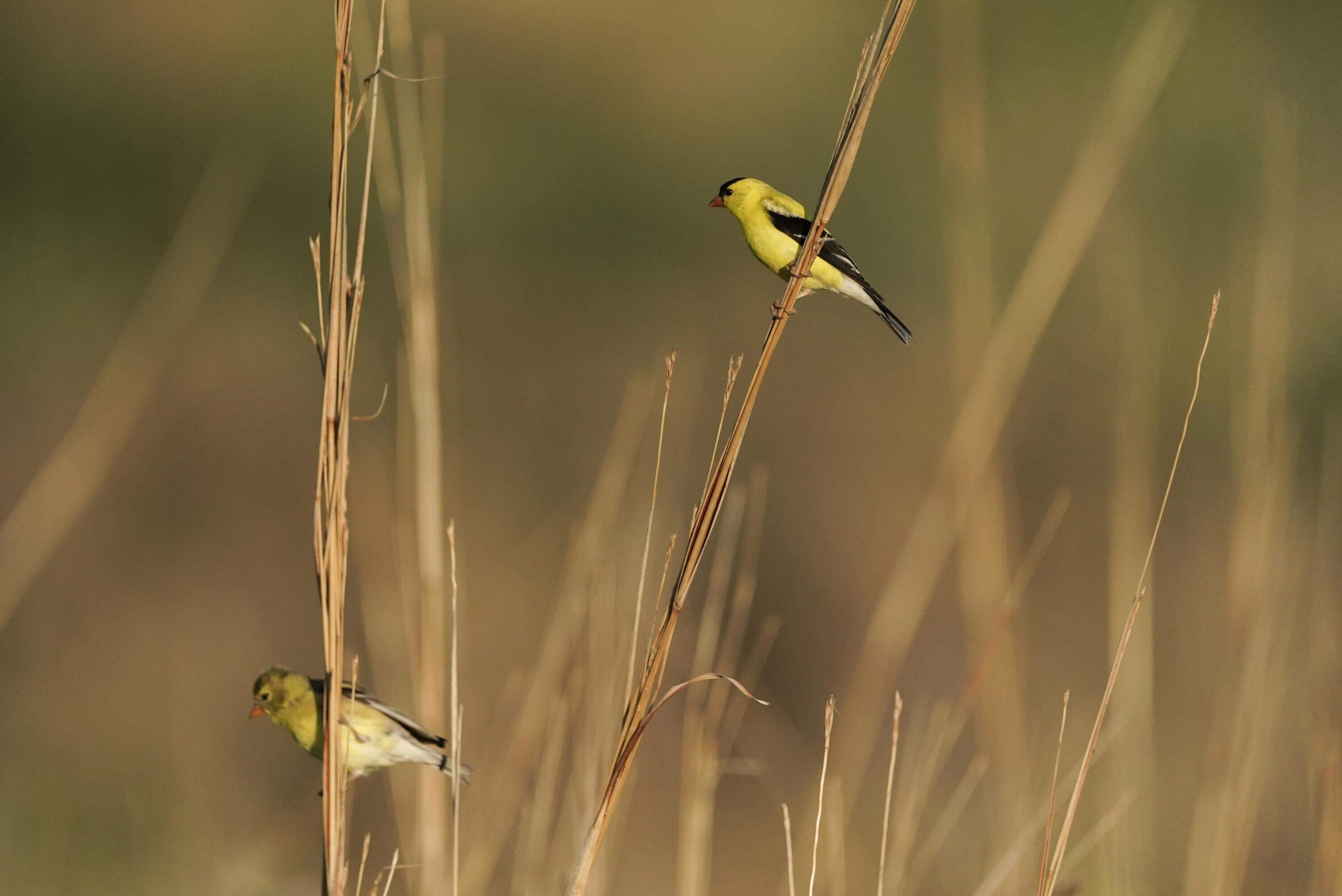 A female, left, and male American Goldfinch perch on stalks of tall grass, Tuesday, June 20, 2023, in Denton, Neb. (Joshua A. Bickel/AP)