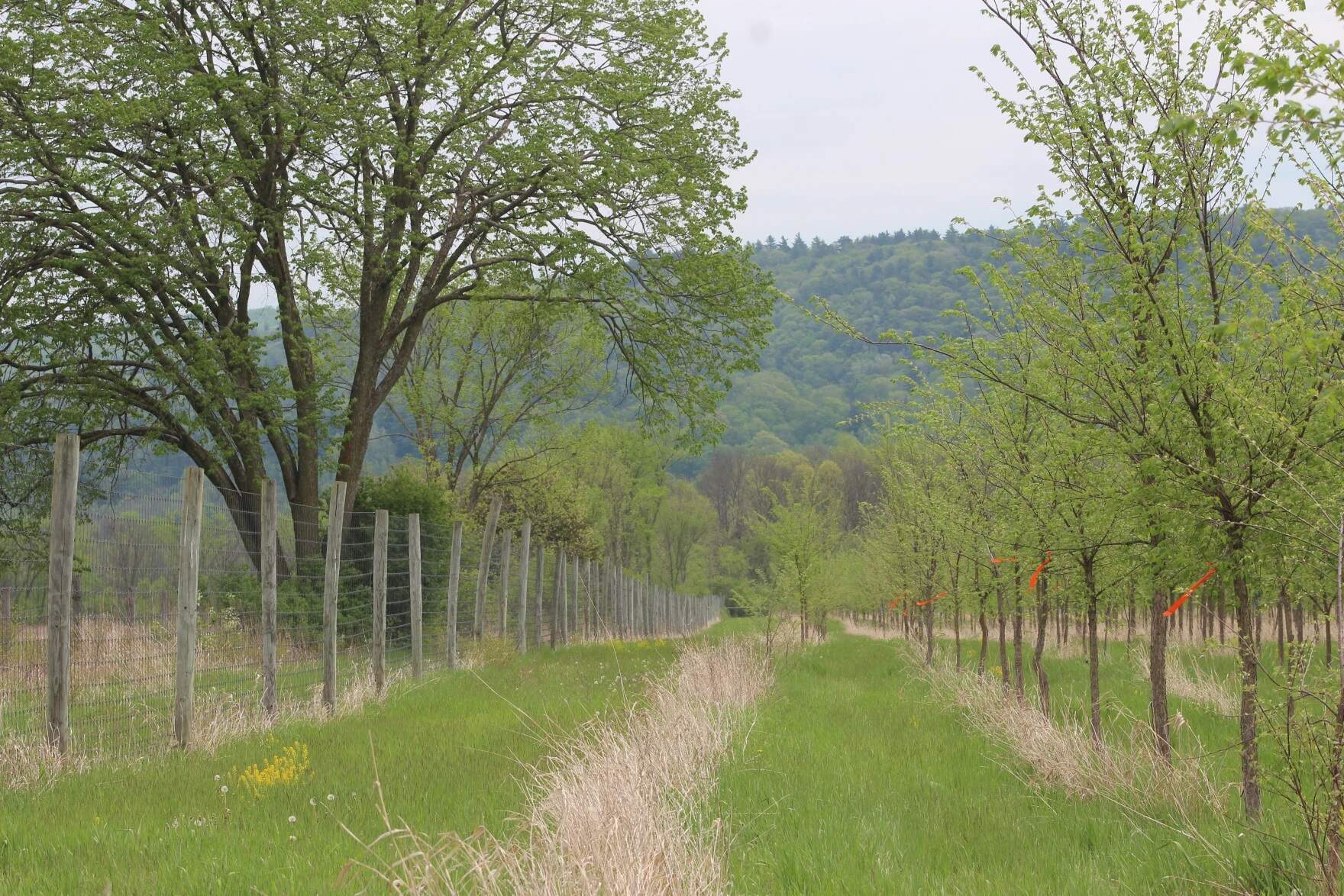 Mature American elm trees like the one to the left here can live to be hundreds of years old. (Abagael Giles/Vermont Public)
