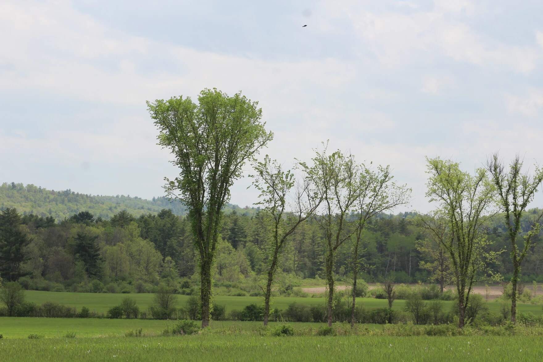 American elms in a hedgerow along a neighboring field. (Abagael Giles/Vermont Public)
