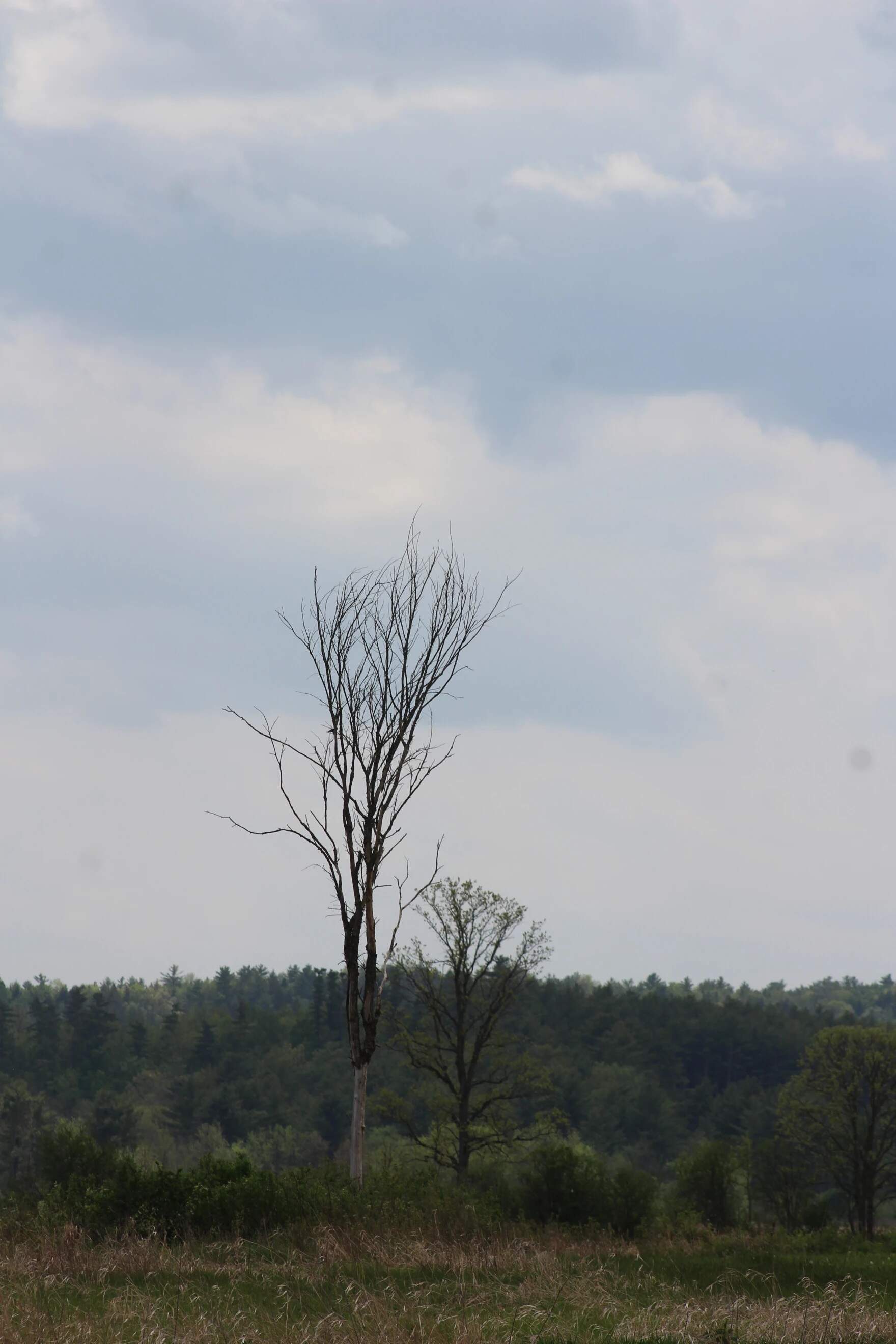When elms are killed by Dutch elm disease, they lose their canopy like this one in Benson. (Abagael Giles/Vermont Public)