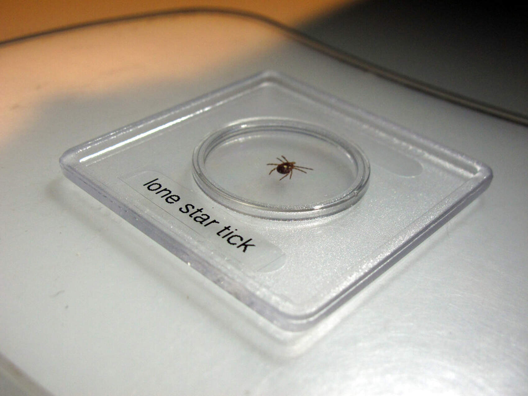 A lone star tick sits under a microscope in a lab in Raleigh, N.C. (Allen G. Breed/AP, File)