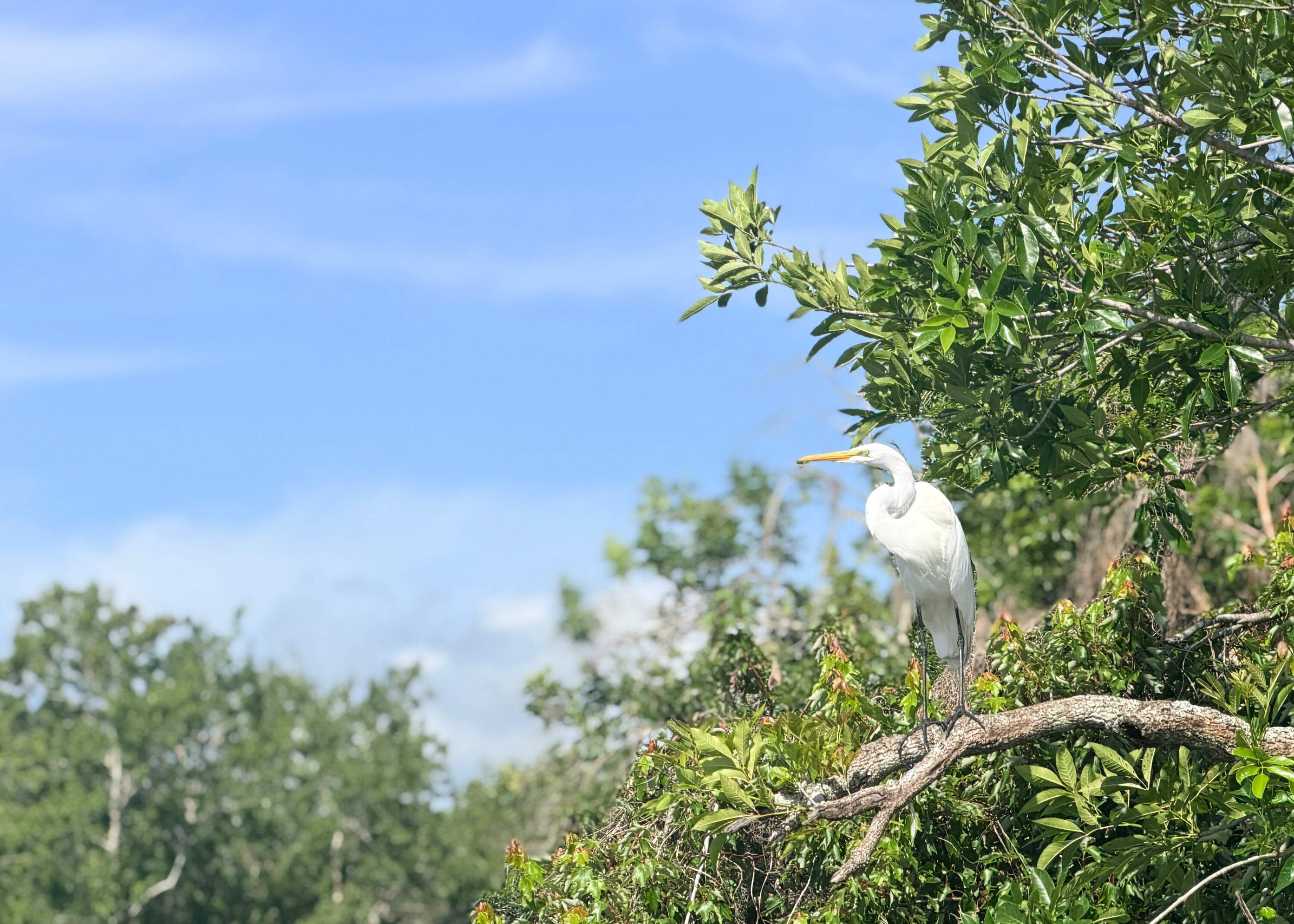 A heron spotted at Blue Spring State Park, Florida, 2026. (Courtesy Asha Dore)