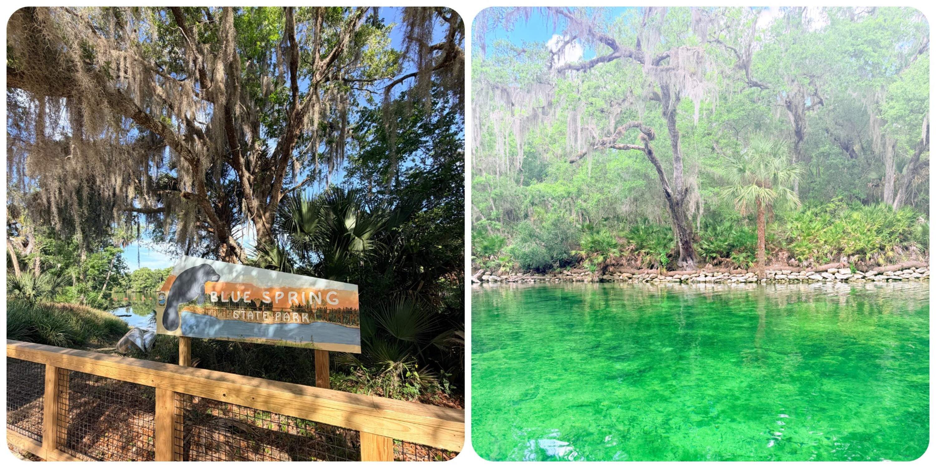 A sign with a painted manatee (L) and the bright water (R) at Blue Spring State Park, Central Florida, 2026. (Courtesy Asha Dore)