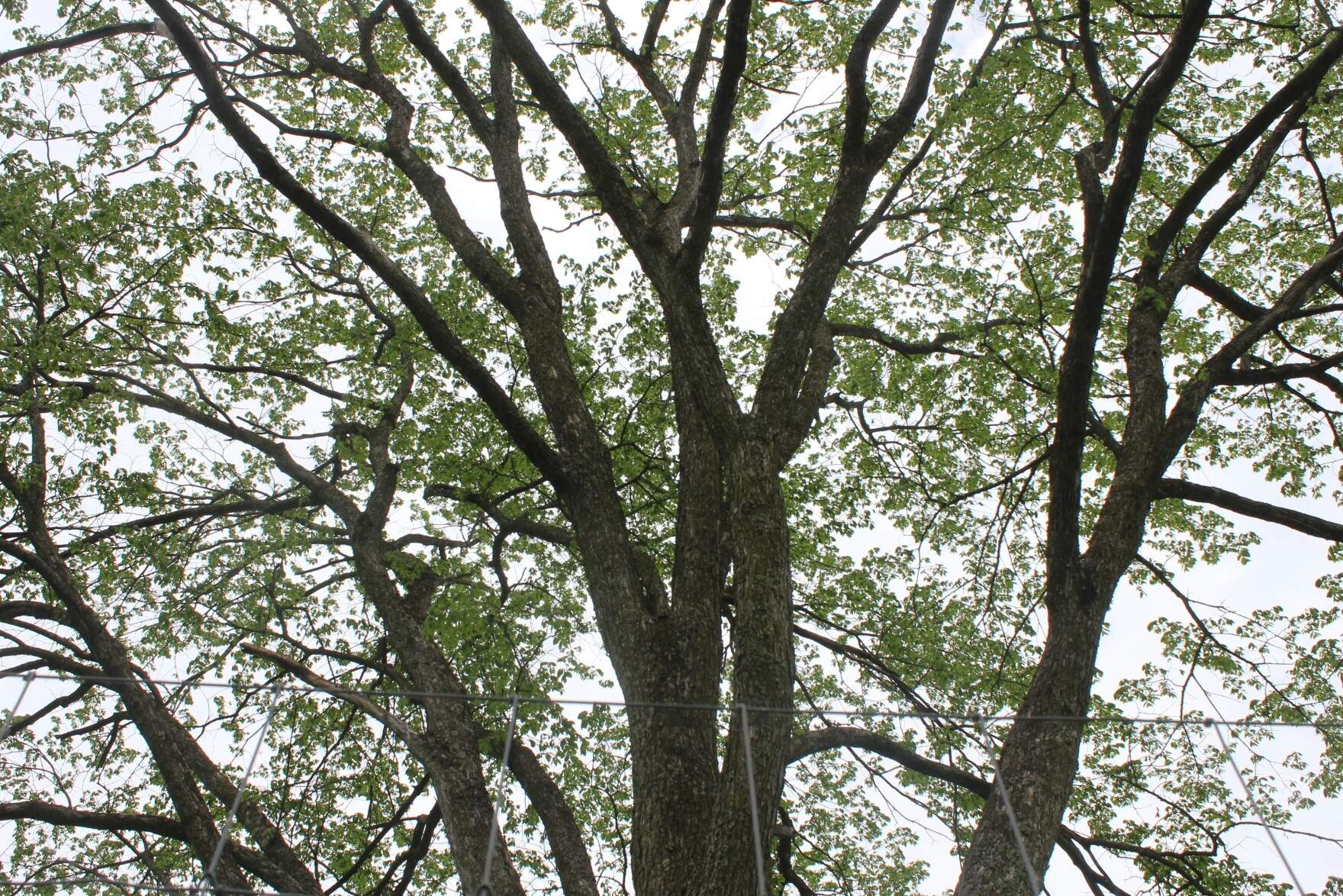 A mature surviving American elm tree looms over the nursery in Benson. (Abagael Giles/Vermont Public)