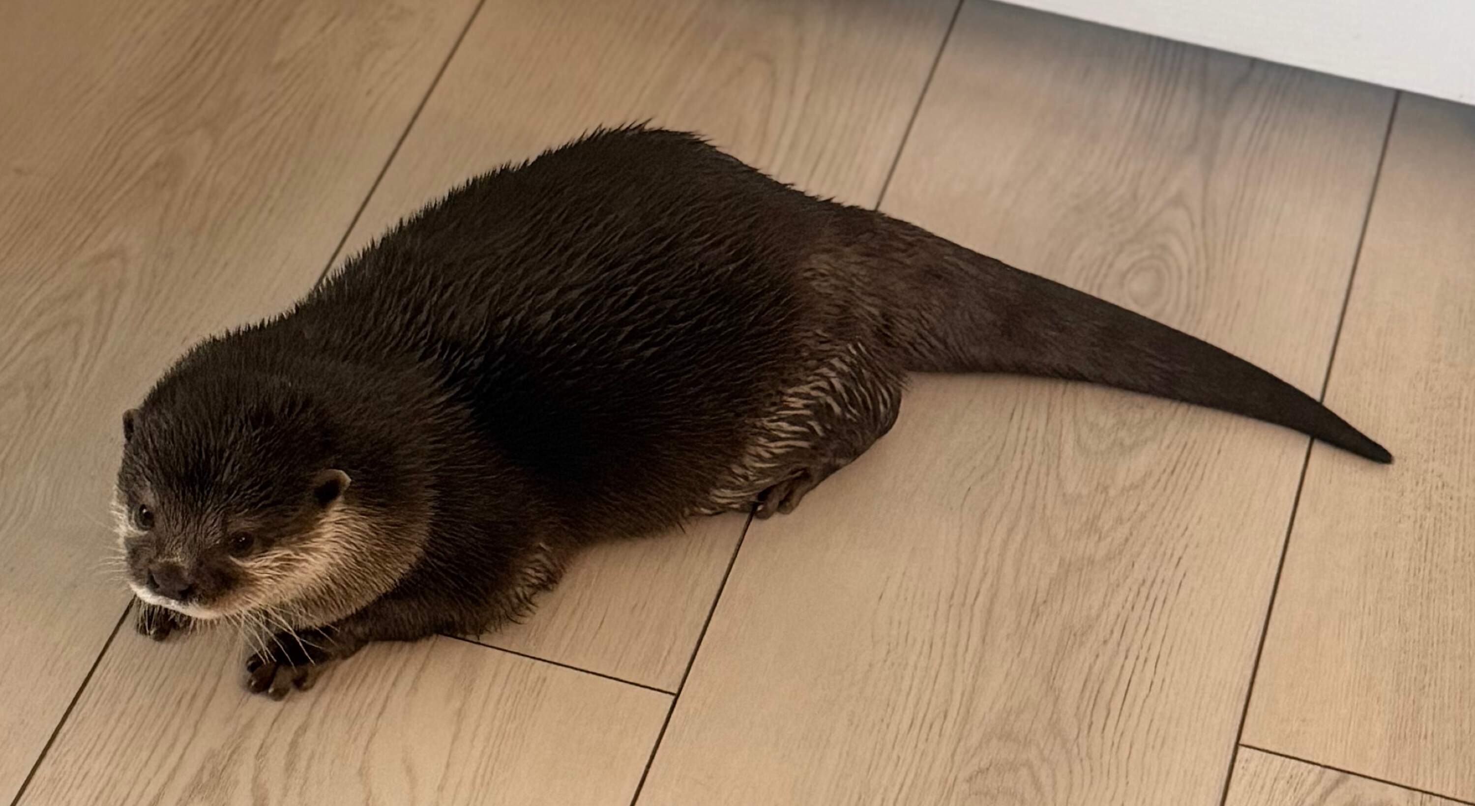 Splash the otter, trained by Mike Hadsell to search underwater for human remains, Sarasota, FL, 2026. (Courtesy Asha Dore)