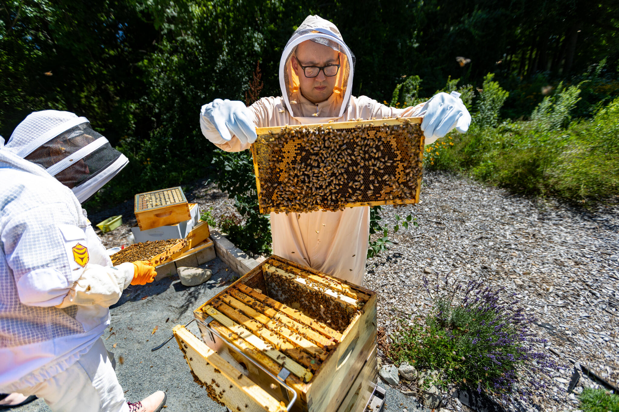 Outside a Norfolk prison, a honey bee colony teaches patience and confidence