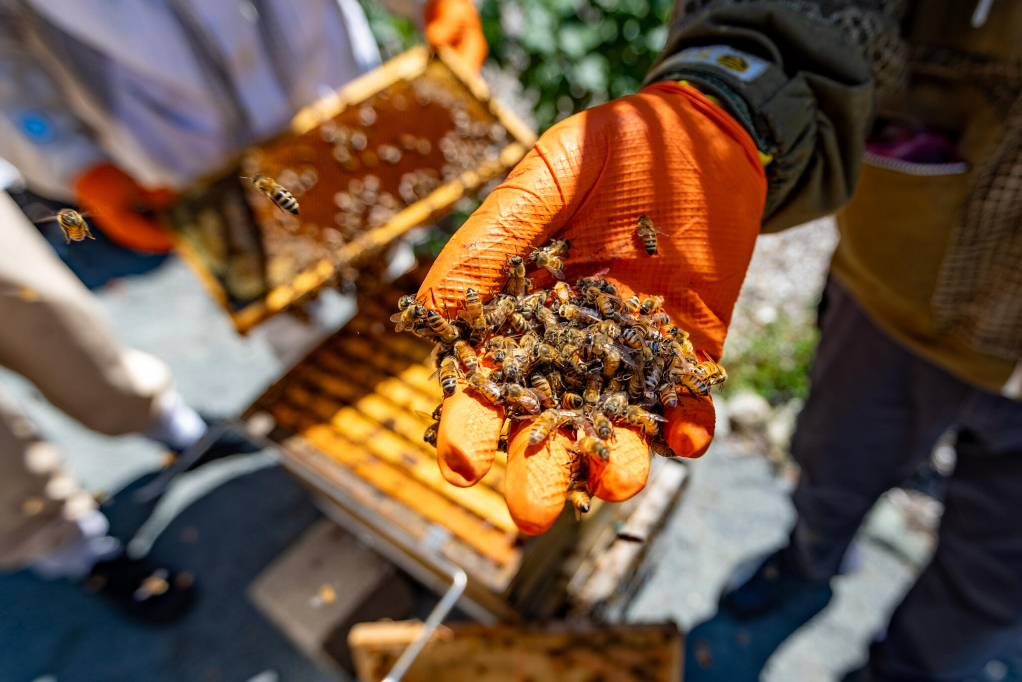 Inmates in Massachusetts learn patience by caring for honey bees