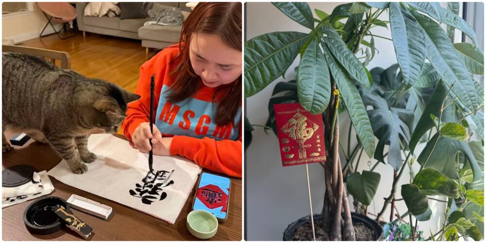 The author practicing Chinese calligraphy to make New Year’s decorations. The character on the paper reads “biang,” a ligature that stands for “to usher in wealth and prosperity.” Feb 2025, Boston (left); The money tree thriving by the author’s living room window in July, 2026 (right). (Courtesy Xinyi Song)