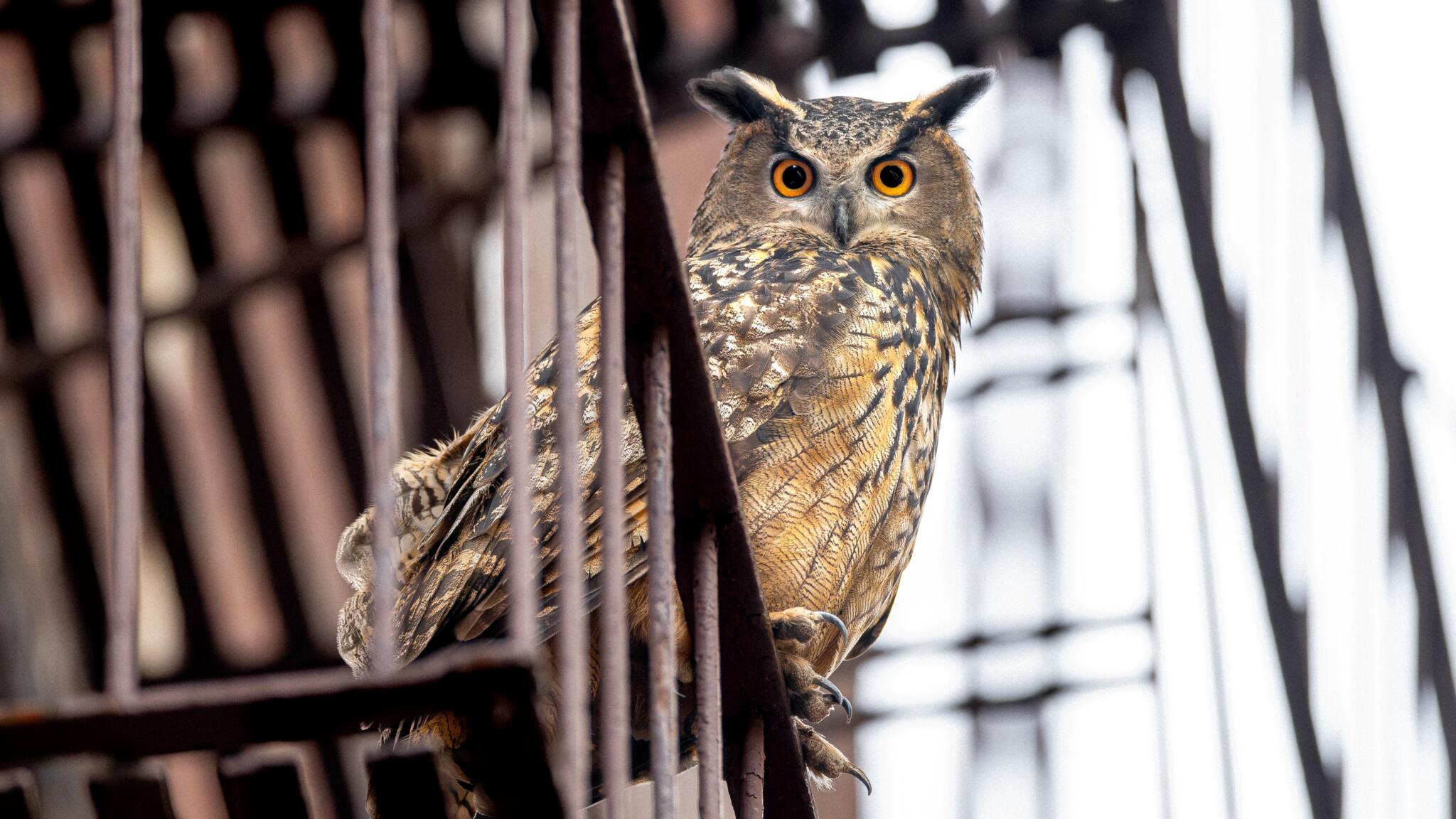 'Wild Inside' chronicles how Flaco the owl became a New York City folk hero
