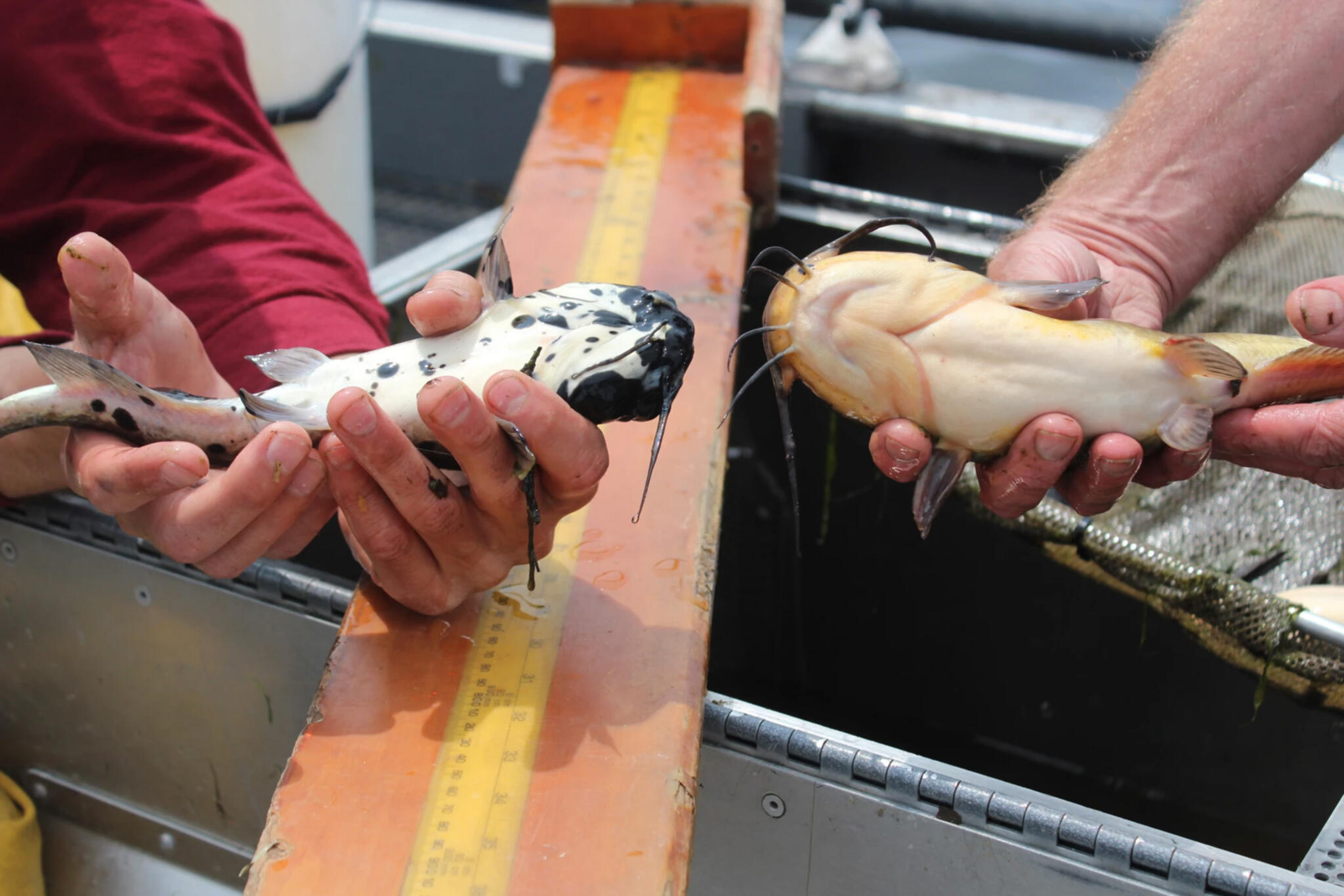 Scientists confirm rare 'parasite-like' cancer in bullhead catfish from Lake Memphremagog