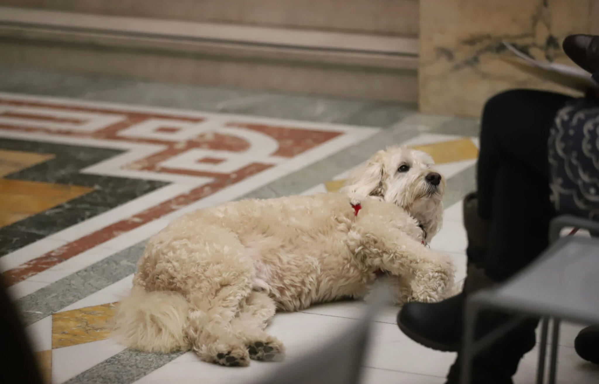 Mass. House set to pass animal welfare bill, without Senate's pet shop ban