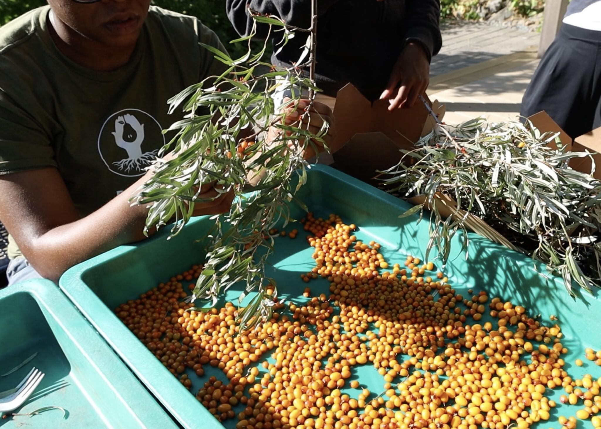 Apples, grapes and... seaberries? Inside a Boston food forest harvest