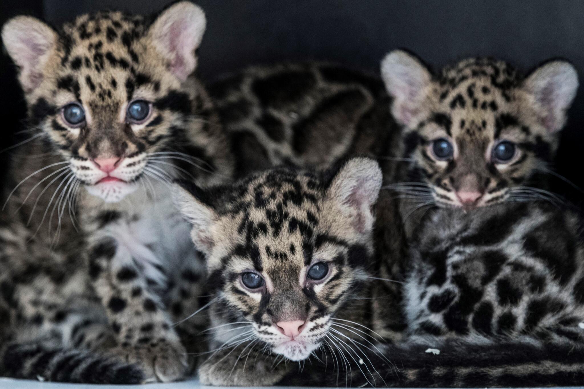 $200 Million Fund Pledged for Threatened Species Recovery - News Directory 3