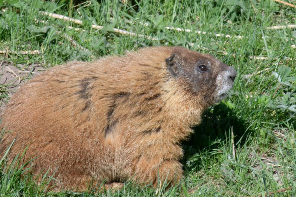 Who is the roundest of them all? Introducing Fat Marmot Week 1 A marmot named Dawn. (Courtesy of Daniel Blumstein)