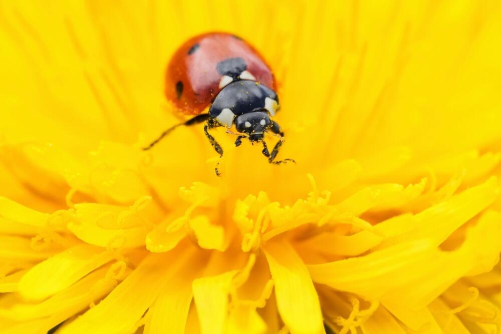 The weird world of ladybugs