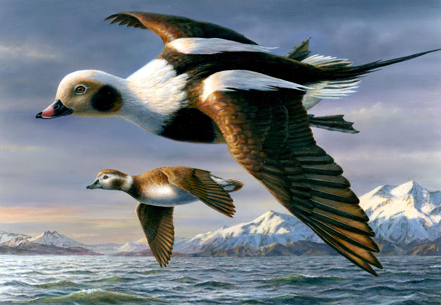Real quackin' good: Everything you want to know about the Federal Duck Stamp Contest