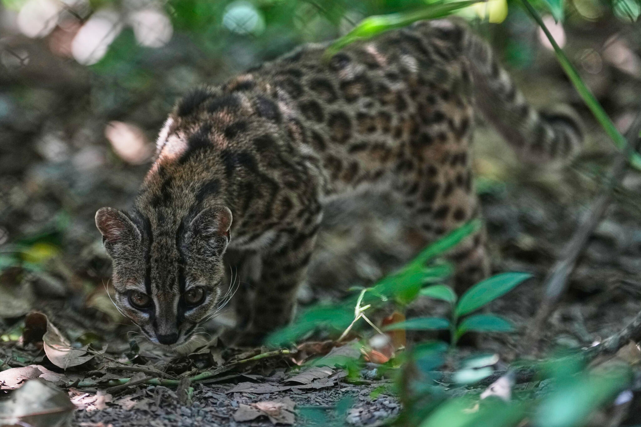 The purfect new cat species discovered in Bolivia