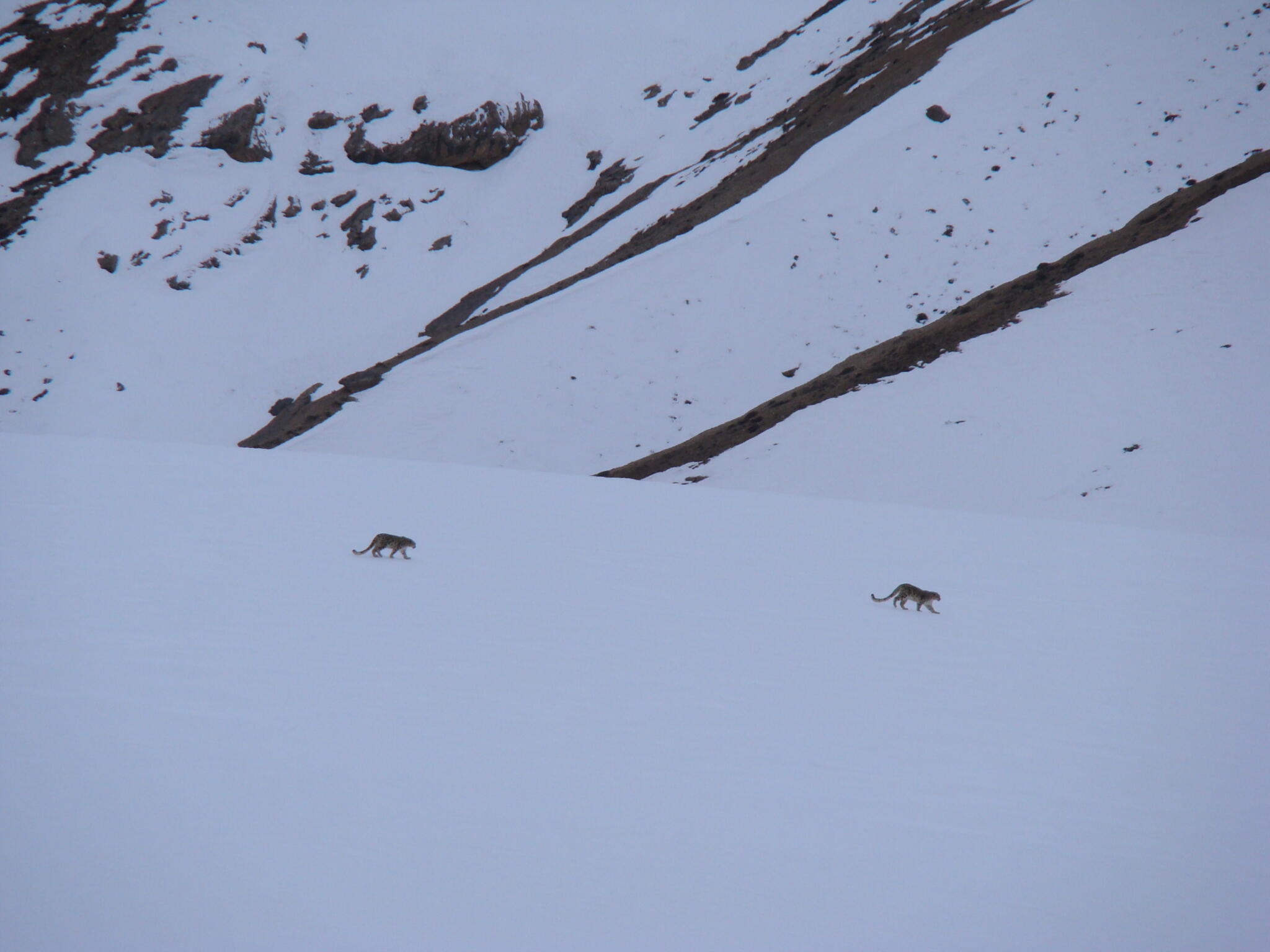 'The Ghost of the Mountains' tells the tale of tracking the elusive snow leopard