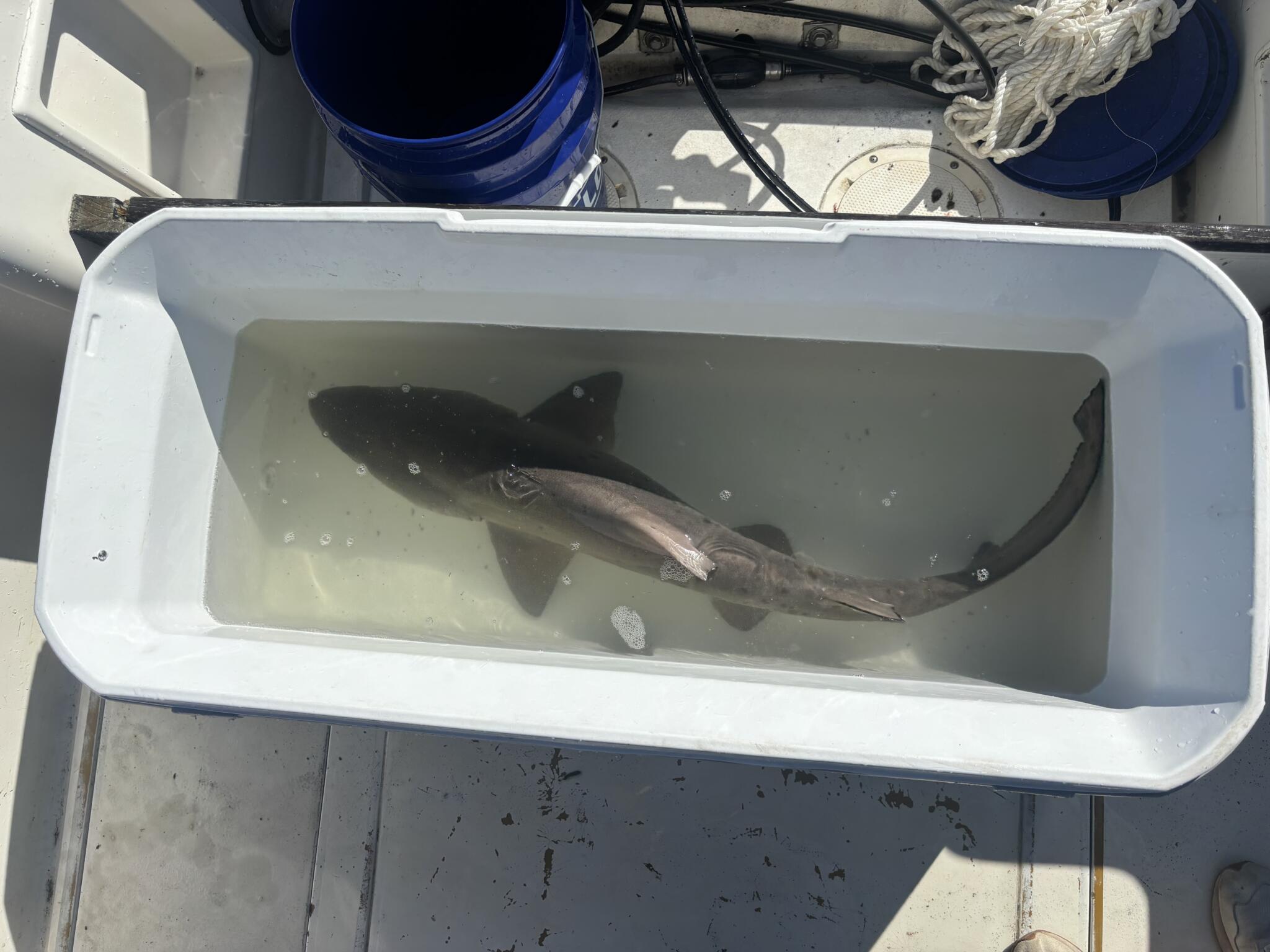 Scientists spend another summer tagging sharks in Boston Harbor