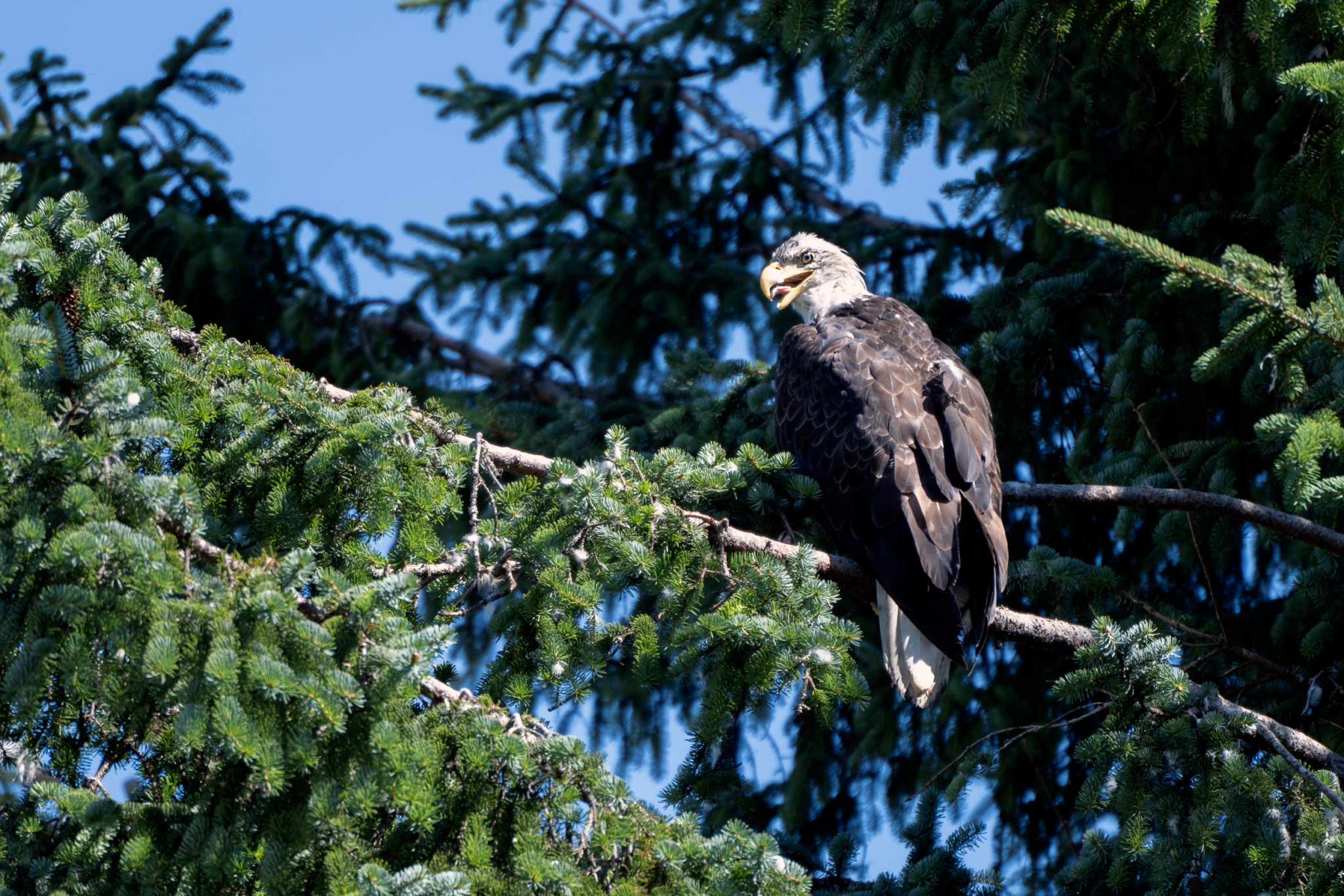 https://media.wbur.org/wp/2026/09/bald-eagle2-1-1-2048x1366.png