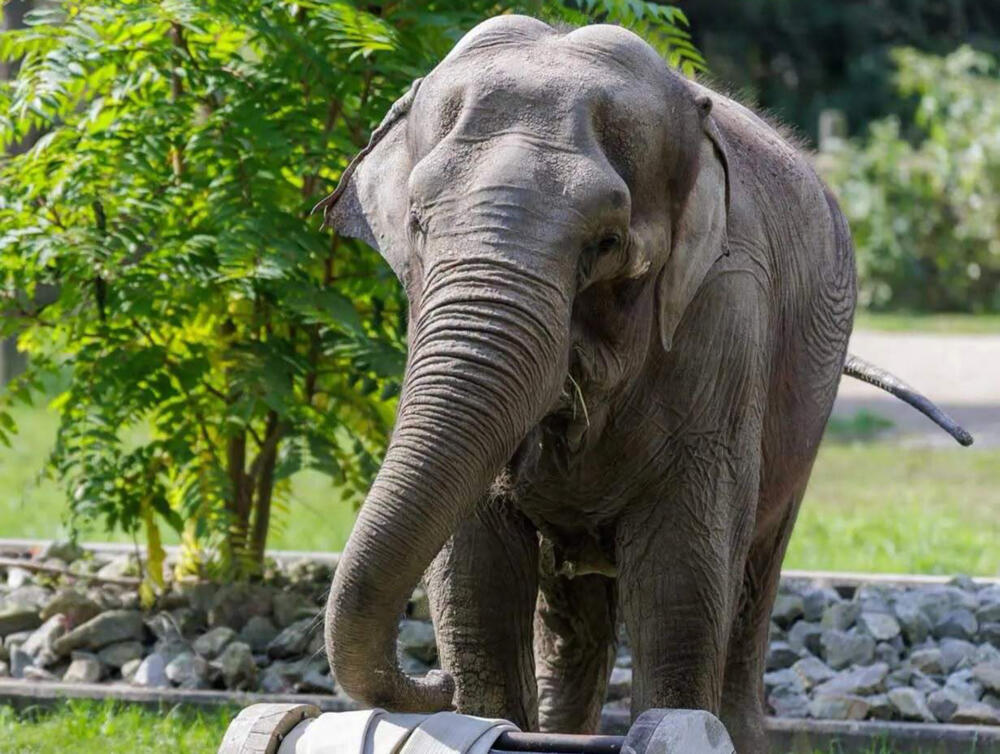 The jumbo fight over Emily, the last elephant in Massachusetts