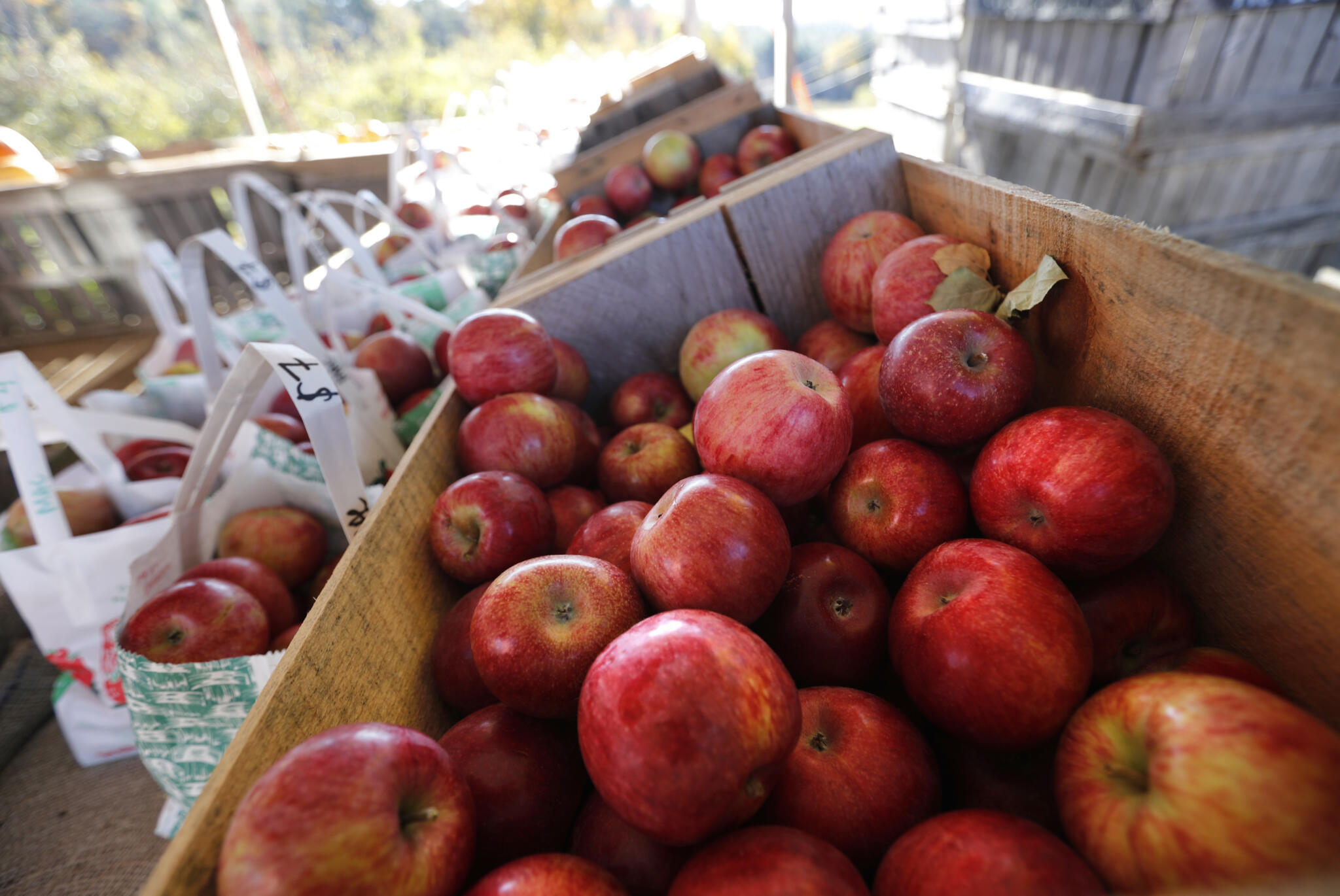 Apple watcher rates apples from 'Holy Grail' to 'tooth-shattering oddity'