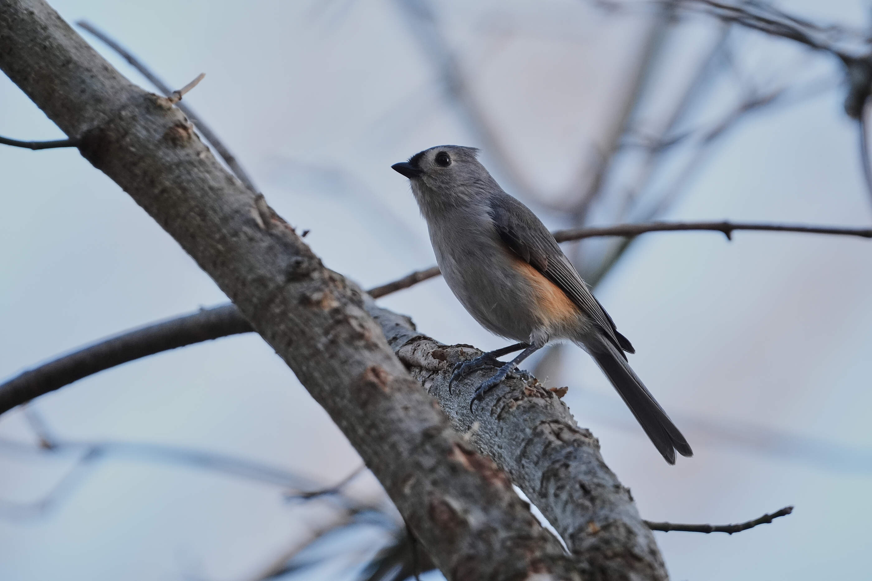 Birds are the dinosaurs that survived the mass-extinction event 66 millions years ago